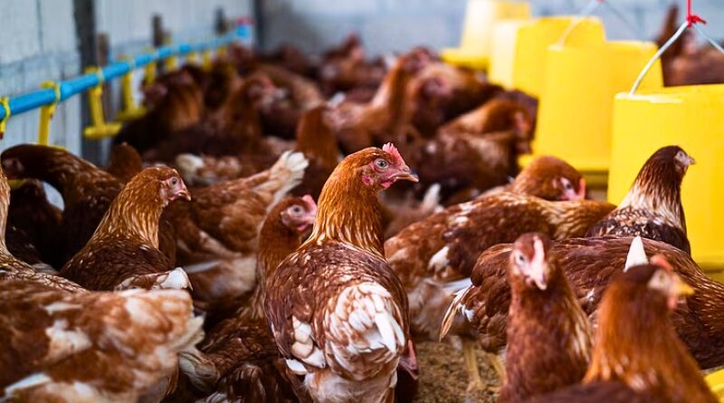 Farmacéuticas y gobiernos ignoran advertencias sobre el H5N1; la falta de acción inmediata recuerda errores cometidos antes de la pandemia de COVID-19.
