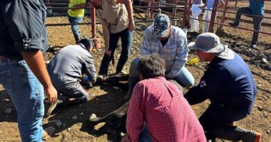 La plaga que afecta a ganado y humanos avanza hacia la frontera y provoca el cierre de puertos ganaderos y recriminaciones diplomáticas.