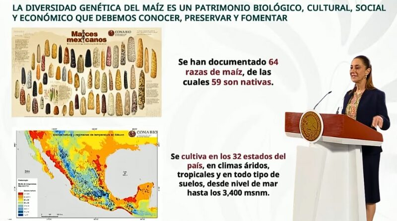 Cada 29 de septiembre se conmemora en México el Día Nacional del Maíz, símbolo de identidad cultural, diversidad biológica y soberanía alimentaria.