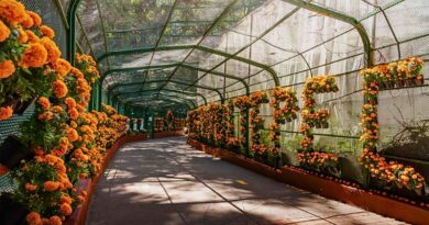 Más de cinco mil flores de cempasúchil del Gobierno de Morelos embellecen el Parque Barranca Chapultepec, en una celebración sustentable del Día de Muertos.