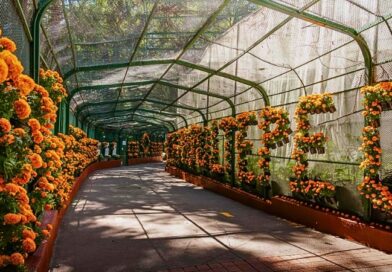 Más de cinco mil flores de cempasúchil del Gobierno de Morelos embellecen el Parque Barranca Chapultepec, en una celebración sustentable del Día de Muertos.