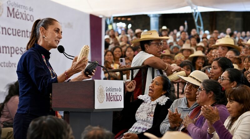Claudia Sheinbaum impulsa “El maíz es la raíz”: apoyo campesino con maquinaria, semillas nativas y transformación comunitaria como el caso comaleras